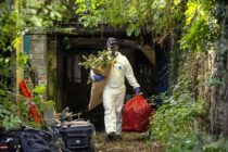 Police forensics officers remove Cannabis plants from a huge scale cannabis factory hidden in the caves of an abandoned limestone quarry - Bethel Quarry underneath the town of Bradford-on-Avon in Wiltshire.

Alksander Shyti, 45 and Altin Deda, 39, were arrested at the scene.

PIC © Andrew Lloyd