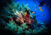 Photo by Nigel Roddis