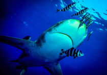 Photo by Nigel Roddis