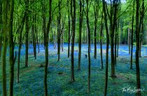 Bluebells in Micheldever Wood