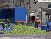 A lorry shed hundreds of thousands of brussell sprouts after tipping over on a roundabout in Rosyth, Fife. The road was closed for several hours as workers used shovels and a mechanical digger to scoop up the sprouts.
(c) Dave Johnston