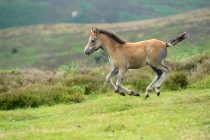 Long Mynd Shropshire Hills Uk 13th July 2014. Born to be wild! Two week old wild pony foal stretching his legs on the hills of Shropshire.