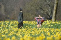 MERCURY PRESS. 25/3/20. Liverpool, UK. Pictured: A couple do a hand stand amongst the daffodils in Sefton Park in Liverpool this afternoon
