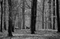 Battle of Belleau Wood WW1,north of Chateau-Thierry only 60 miles from Paris, France. March 2014
Captured German guns  in the cratered Belleau Wood, now named 'Bois de la Brigade de Marine' after the US 4th Marine Brigade. Now a permanent memorial site.

The Battle of Belleau Wood (1–26 June 1918) occurred during the German 1918 Spring Offensive in World War I, near the Marne River in France. The battle was fought between the U.S. Second (under the command of Major General Omar Bundy) and Third Divisions and an assortment of German units including elements from the 237th, 10th, 197th, 87th, and 28th Divisions.[2] The battle has become a deep part of the lore of the United States Marine Corps.
In March 1918, with nearly 50 additional divisions freed by the Russian surrender on the Eastern Front, the German Army launched a series of attacks on the Western Front, hoping to defeat the Allies before U.S. forces could be fully deployed. A third offensive launched in May against the French between Soissons and Reims, known as the Third Battle of the Aisne, saw the Germans reach the north bank of the Marne river at Château-Thierry, 95 kilometres (59 mi) from Paris, on 27 May. On 31 May, the 3rd Division held the German advance at Château-Thierry and the German advance turned right towards Vaux and Belleau Wood.[3]

On 1 June, Château-Thierry and Vaux fell, and German troops moved into Belleau Wood. The U.S. 2nd Division—which included a brigade of U.S. Marines—was brought up along the Paris-Metz highway. The 9th Infantry Regiment was placed between the highway and the Marne, while the 6th Marine Regiment was deployed to their left. The 5th Marines and 23rd Infantry regiments were placed in reserve.[4]
Battle

On the evening of 1 June, German forces punched a hole in the French lines to the left of the Marines' position. In response, the U.S. reserve—consisting of the 23rd Infantry regiment, the 1st Battalion, 5th Marines, and an element of the 6th Machine Gun Battalion—conducted a forced march over 10 kilometres (6.2 mi) to plug the gap in the line, which they achieved by dawn. By the night of 2 June, the U.S. forces held a 20 kilometres (12 mi) front line north of the Paris-Metz Highway running through grain fields and scattered woods, from Triangle Farm west to Lucy and then north to Hill 142. The German line opposite ran from Vaux to Bouresches to Belleau.[5]
Map showing location of the battle of Belleau Wood (U.S. Military Academy)
German commanders ordered an advance on Marigny and Lucy through Belleau Wood as part of a major offensive, in which other German troops would cross the Marne River. The commander of the Marine Brigade, Army Gen. James Harbord, countermanding a French order to dig trenches further to the rear, ordered the Marines to "hold where they stand". With bayonets, the Marines dug shallow fighting positions from which they could fight from the prone position. In the afternoon of 3 June, German infantry attacked the Marine positions through the grain fields with bayonets fixed. The Marines waited until the Germans were within 100 yd (91 m) before opening deadly rifle fire which mowed down waves of German infantry and forced the survivors to retreat into the wood.[6]