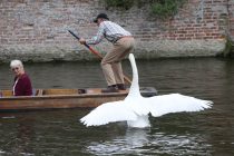 PIC BY GEOFF ROBINSON PHOTOGRAPHY 07976 880732.
File pic form 2014 shows Asboy the swan.There is now a juvenile swan nicknamed Asbaby on the River Cam in Cambridge The swan is even more vicious than his father (Asboy) and grand father (Asbo) and has been seen pecking at the punters as they go by.
The young GRANDSON of vicious swan Mr Asbo is following in his grandfather's footsteps after terrorising punters on the River Cam over the busy Easter bank holiday weekend.
The fledgling fiend, who has been nickhamed Asbaby, has been pecking petrified punters on the famous Backs in the university city.
The savage swan, who has still got many of his brown baby feathers, is believed to be even more vicious than his grandfather Mr Asbo, who was moved to a secret location by the river authorities two years ago after he repeatedly attacked rowers.
Asbaby was seen over the weekend attacking tourists as they punted, stealing sandwiches from picnic hampers and flying at families on the waterway.
The bird is believed to have inherited his bad temper from his grandfather, as well as his dad Asboy, who conducted a reign of terror on the river last summer.
SEE COPY CATCHLINE Vicious Asbaby swan attacks punters