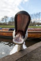 PIC BY GEOFF ROBINSON PHOTOGRAPHY 07976 880732.
Pic shows the juvenile swan nicknamed Asbaby on the River Cam in Cambridge over the Easter period.The swan is even more vicious than his father (Asboy) and grand father (Asbo) and has been seen pecking at the punters as they go by.
The young GRANDSON of vicious swan Mr Asbo is following in his grandfather's footsteps after terrorising punters on the River Cam over the busy Easter bank holiday weekend.
The fledgling fiend, who has been nickhamed Asbaby, has been pecking petrified punters on the famous Backs in the university city.
The savage swan, who has still got many of his brown baby feathers, is believed to be even more vicious than his grandfather Mr Asbo, who was moved to a secret location by the river authorities two years ago after he repeatedly attacked rowers.
Asbaby was seen over the weekend attacking tourists as they punted, stealing sandwiches from picnic hampers and flying at families on the waterway.
The bird is believed to have inherited his bad temper from his grandfather, as well as his dad Asboy, who conducted a reign of terror on the river last summer.
SEE COPY CATCHLINE Vicious Asbaby swan attacks punters