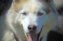 © Tony Bartholomew 07802 400651
mail@bartpics.co.uk
23rd June 2014
TO GO WITH COPY BY SHEENA HASTINGS FOR YP MAGAZINE
Debbie Pullen with her dogs at Pesky Huskies, Sataintondale near Scarborough , North Yorkshire