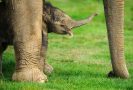 Baby Elephant at Whipsnade
