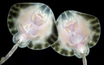 Baby undulate rays