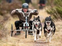 Husky racing in Aviemore