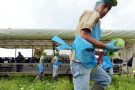 Lettuce harvesting in Chichester for McDonald's.