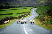 © Tony Bartholomew 07802 400651
mail@bartpics.co.uk
12th September 2013
The colour and mood of The North York Moors change as summer gives way to the subtle hues of Autumn near Kildale.