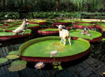 This image was altered from a photograph taken at Kew Gardens in under five minutes using text commands and the new Generative AI functions built into Adobe Photoshop by a user who had never tried this function before. If this is what a beginner can do with no training, imagine what someone who knows what they are doing could achieve.