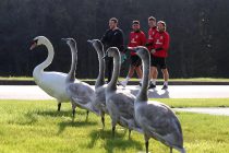 Wales players Neil Taylor, James Chester and Joe Allen laugh as group of Swans arrive the same time for the Wales football team training at the Vale Resort in Hensol , South Wales on Wednesday 5th October 2016, the team are preparing for their FIFA World Cup qualifier away to Austria tomorrow. pic by Andrew Orchard, Andrew Orchard sports photography