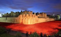 Just before dawn the ceramic poppies are blood red as they fill the moat of the Tower of London. After such huge interest by the public to see the poppies, they are now being floodlit from 4.30am to midnight every day. Each poppy represents the life lost of a soldier during World War 1 and the final poppy will bring the total to 888,246, and will be planted on Armistice Day. The art installation 'Blood Swept Lands and Seas of Red' by artist Paul Cummins is to be removed, starting the day after Armistice Day.